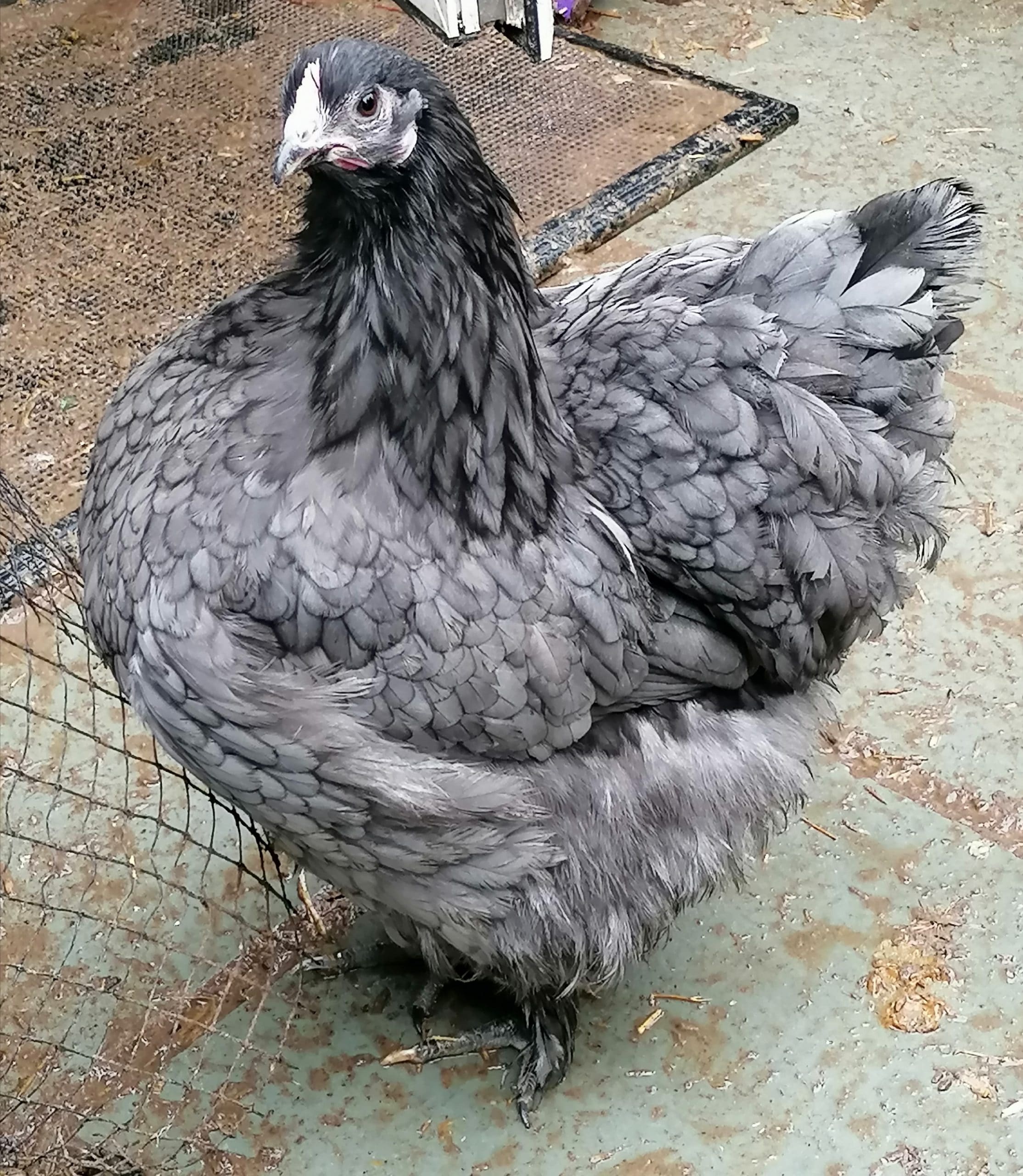 Proud Cochin hen