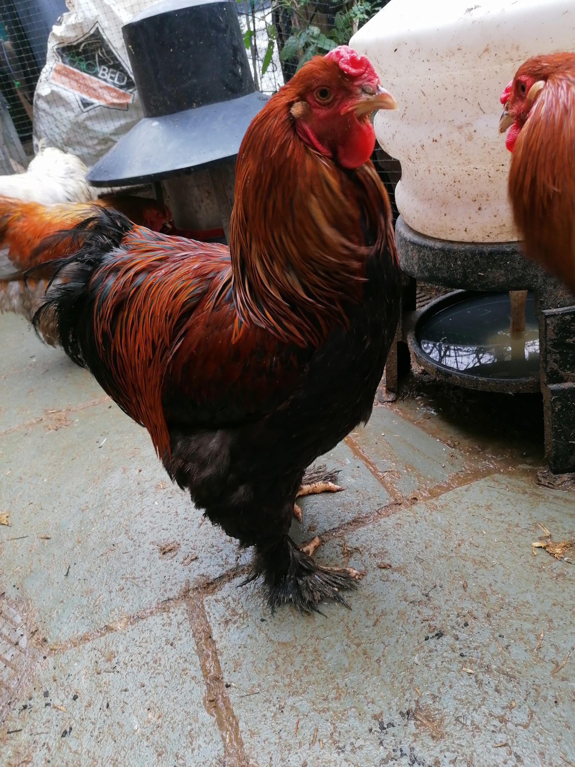 Gold Partrige Brahma