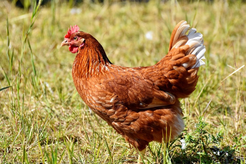 Brown hen in field